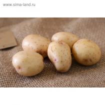 Семенной картофель &quot;Синеглазка&quot; 2 кг Супер Элита, р/р 28/55