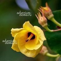 Hibiscus TILIACEUS (Гибискус) 3 семени