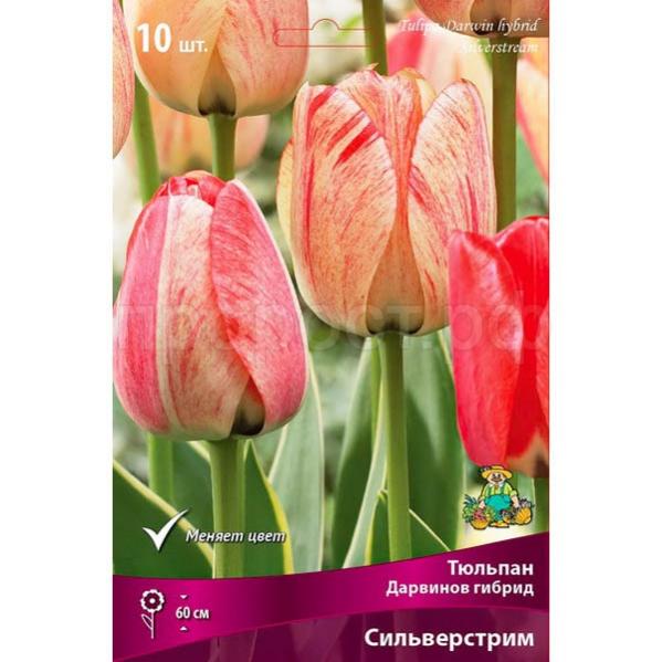Тюльпаны Томск Купить