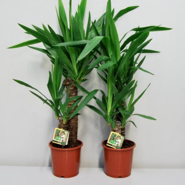 Семена Юкки Нитчатой (Yucca filamentosa) (15 семян) - купить в интернет-магазине