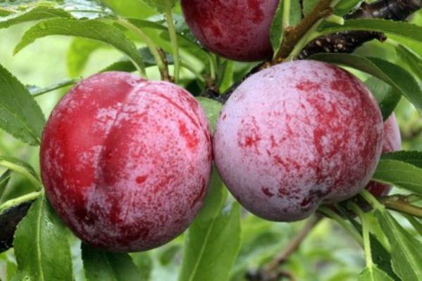 Слива ксения описание сорта фото