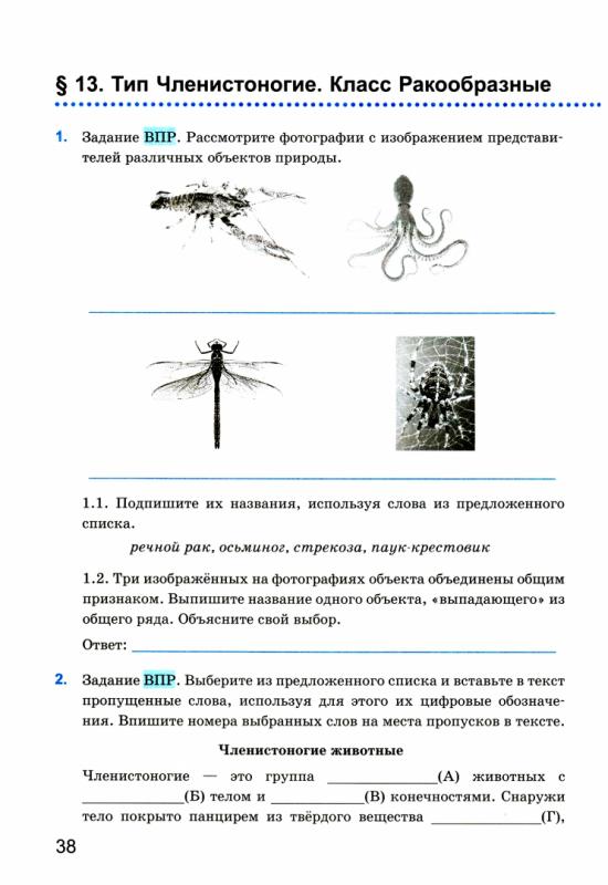 Тип симметрии ящерицы впр