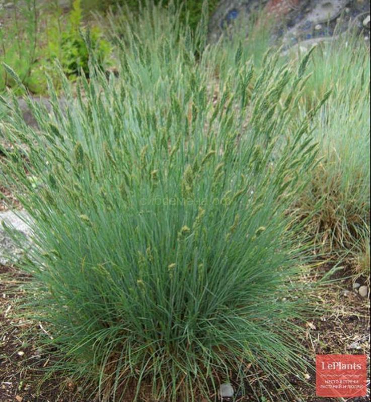 Семена Орешка Овсяница луговая Любава 1000 шт. - Семена овощей, ягод и цветов - 