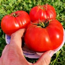 Помидоры Ранневесенний Король — Spring King Early Tomato