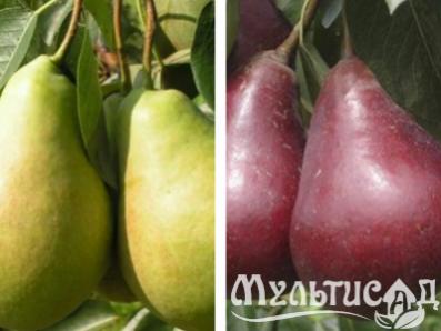 Груша 2 в 1. Груша санреми. Груша обыкновенная фаворитка (клапса). Груша 2 в 1. Сорт груши талгарская красавица.