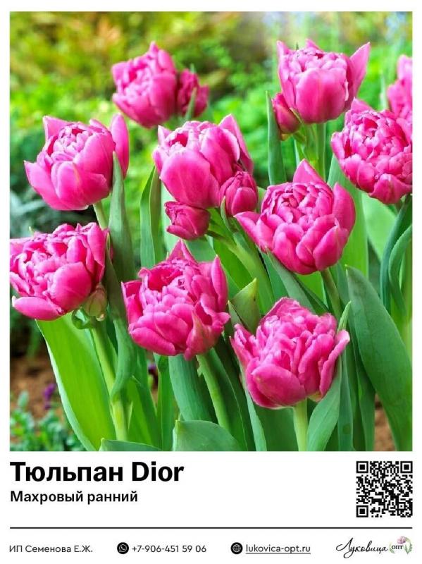 Тюльпан диор. Тюльпан диор