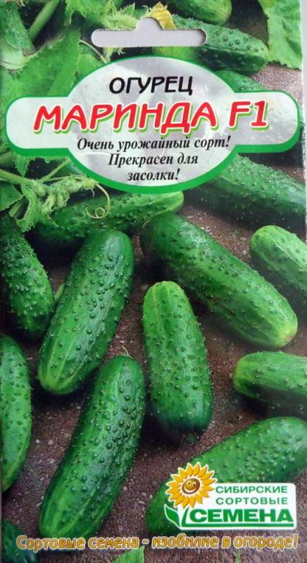 Сорт Огурцов Маринда Фото