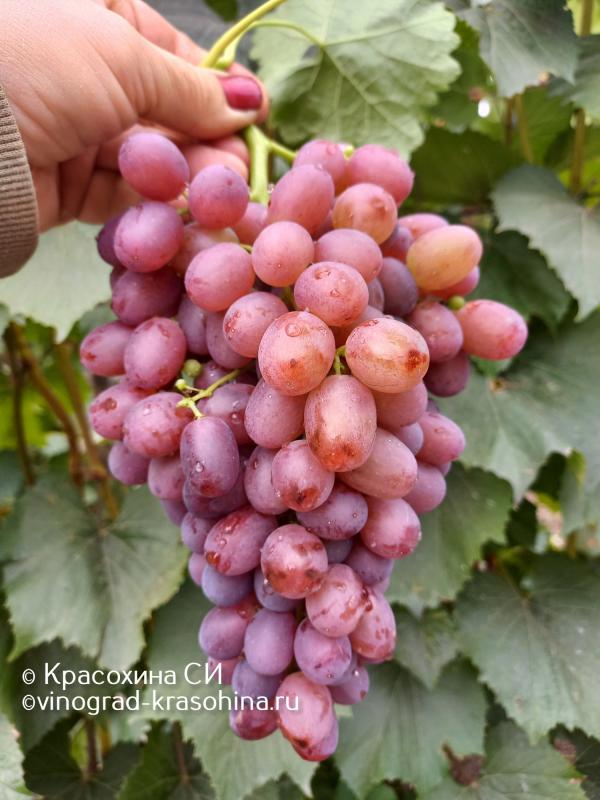 Сибирский сад / Виноград Анюта (коробка) 1шт (Сиб Сад) Виноград. Плодовые кустар