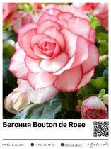 Бегония Bouton de Rose