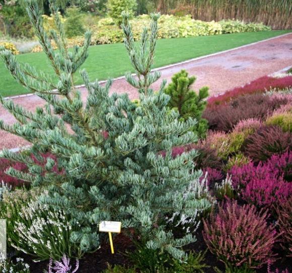 Каликант гибридный (сорт venus). Виноград венус. Венус сорт. Венус сорт. Каликант.