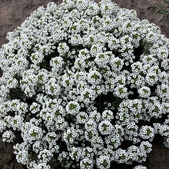 Sweet alyssum. Republic of Ingushetia Republic of Ingushetia International Exhib