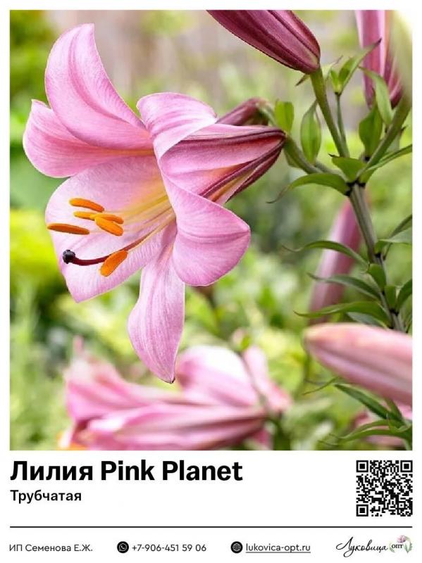 Лілія Pink Heaven L/O трубчаста 12/14 купити в Україні з доставкою Ціна в Svitro