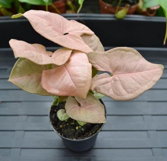 Syngonium Neon robusta