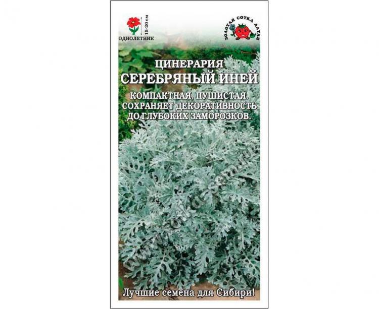 Слово серебряный иней. Цинерария серебряный иней. Цинерария летний иней 0,1гр. Цинерария серебристый иней. Цинерария летний иней.