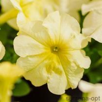 Петуния многоцветковая (Petunia multiflora F1) Mambo yellow lime, 100 драже
