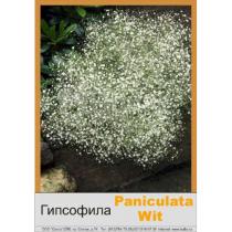 Гипсофила (Gypsophila) White белый