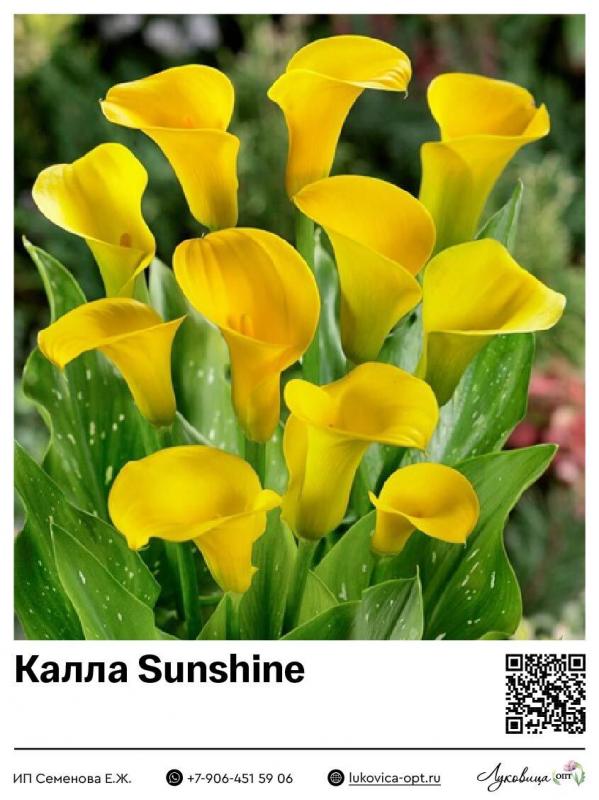 Калла саншайн показать. Калла cameo. Калла вермеер. Луковица калла sunshine. Калла sunshine.