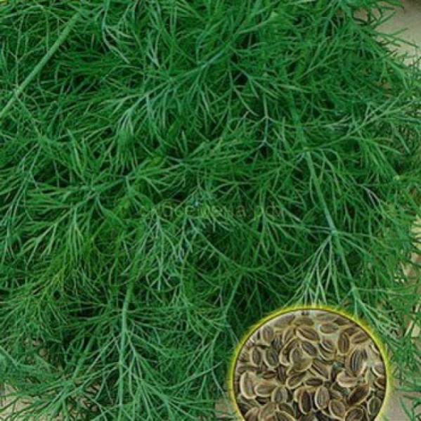 Укроп "кустистый". Рассада укропа. Что сделать чтобы семена укропа быстрее взошли. Как всходит укроп. Укроп карлик.