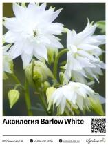 Аквилегия Barlow White