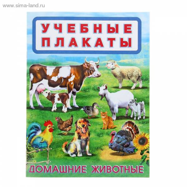 Домашние Животные Фото Для Детей Дошкольного Возраста
