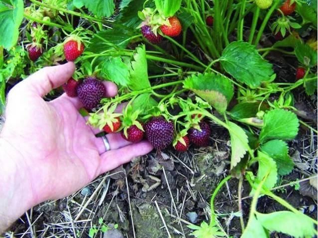 Клубника черный принц описание сорта фото