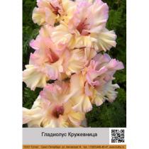 Гладиолус Кружевница нежно-розовые цветки с плотными супергофрированными лепестками
