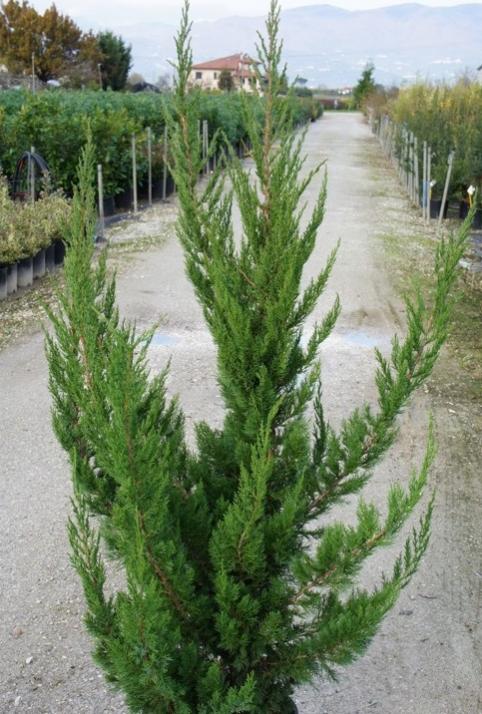 Фотографии Juniperus chinensis Komori WB Натуралист Фотогалерея природы на dia-l