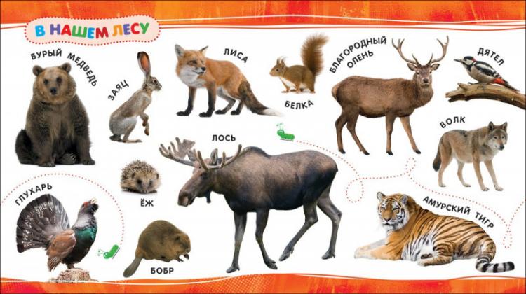 Тест какое ты животное. Алфавит животные для детей. Животные по алфавиту. Какие есть животные на я. Животные на букву а.