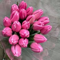 Тюльпан Мосни, гладкий, ярко-розовый